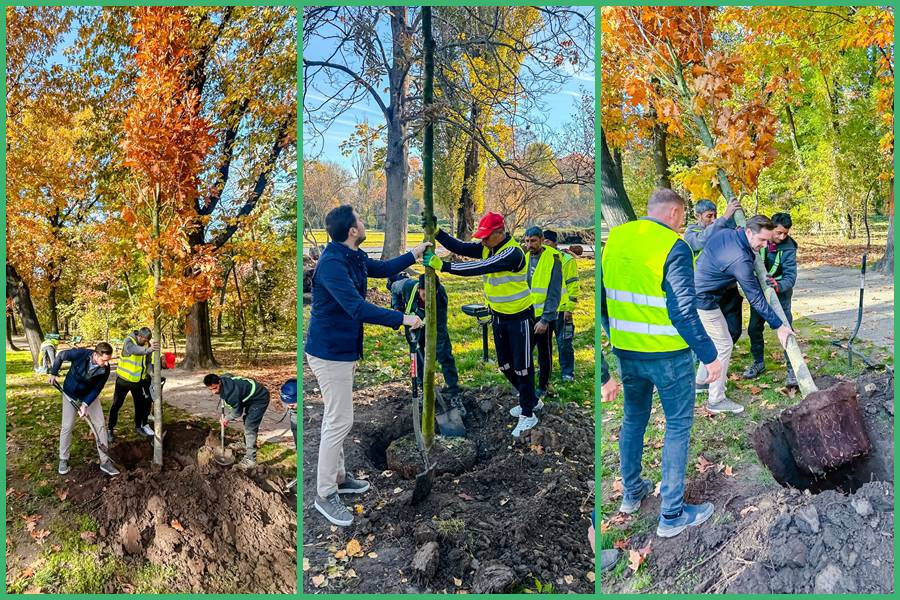 Asta da, VESTE BUNA: 1.000 de arbori vor fi plantati in mai multe zone ale Parcul Regele Mihai I al Romaniei” (Herastrau)